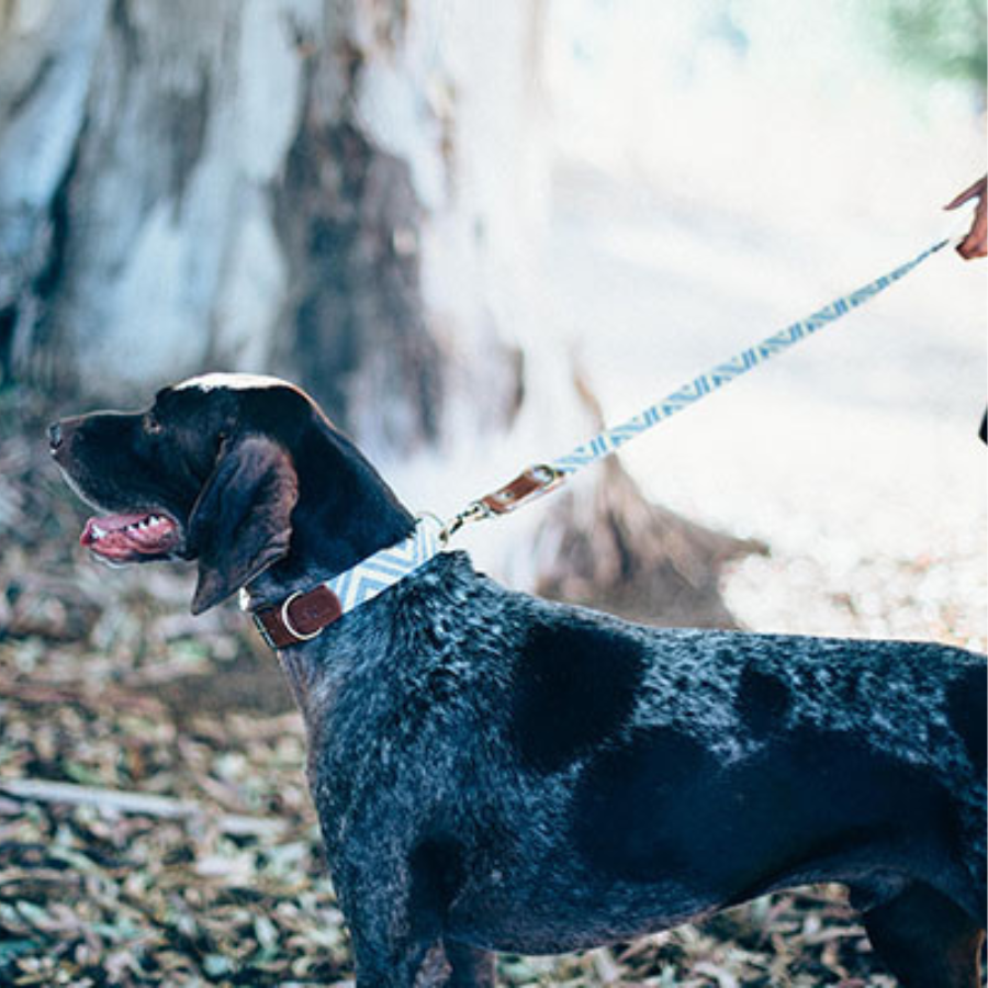 Ladran Gaucho Collar Scud hecho a mano para perros, , large Imagen numero 4